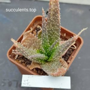 aloe mix 17