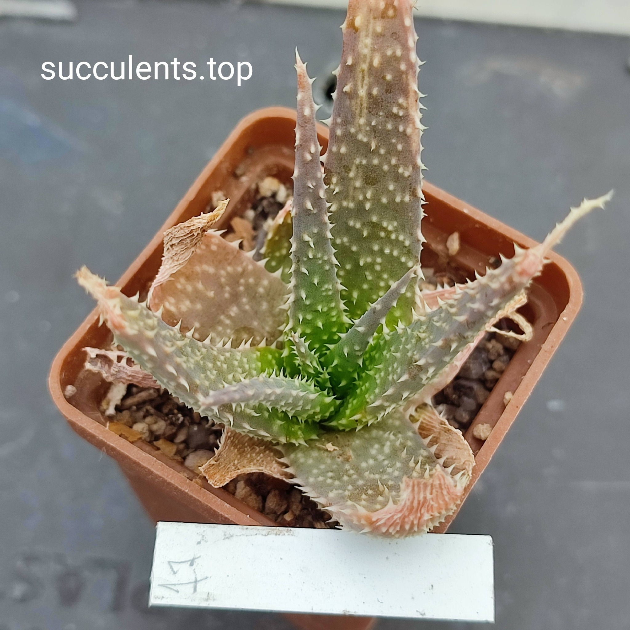 aloe mix 17