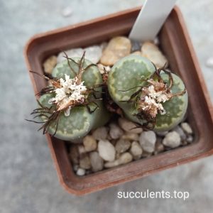 lithops salicola