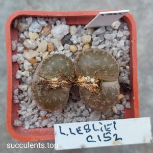 lithops lesliei C152