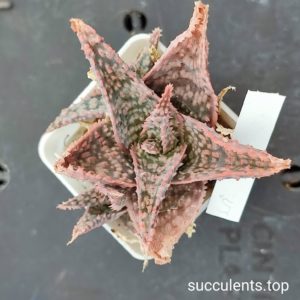 aloe mix 5