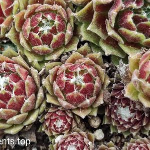 sempervivum arachnoideum 2