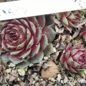 sempervivum alesya
