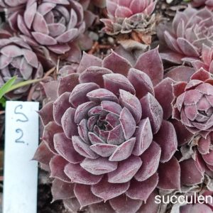 sempervivum S2