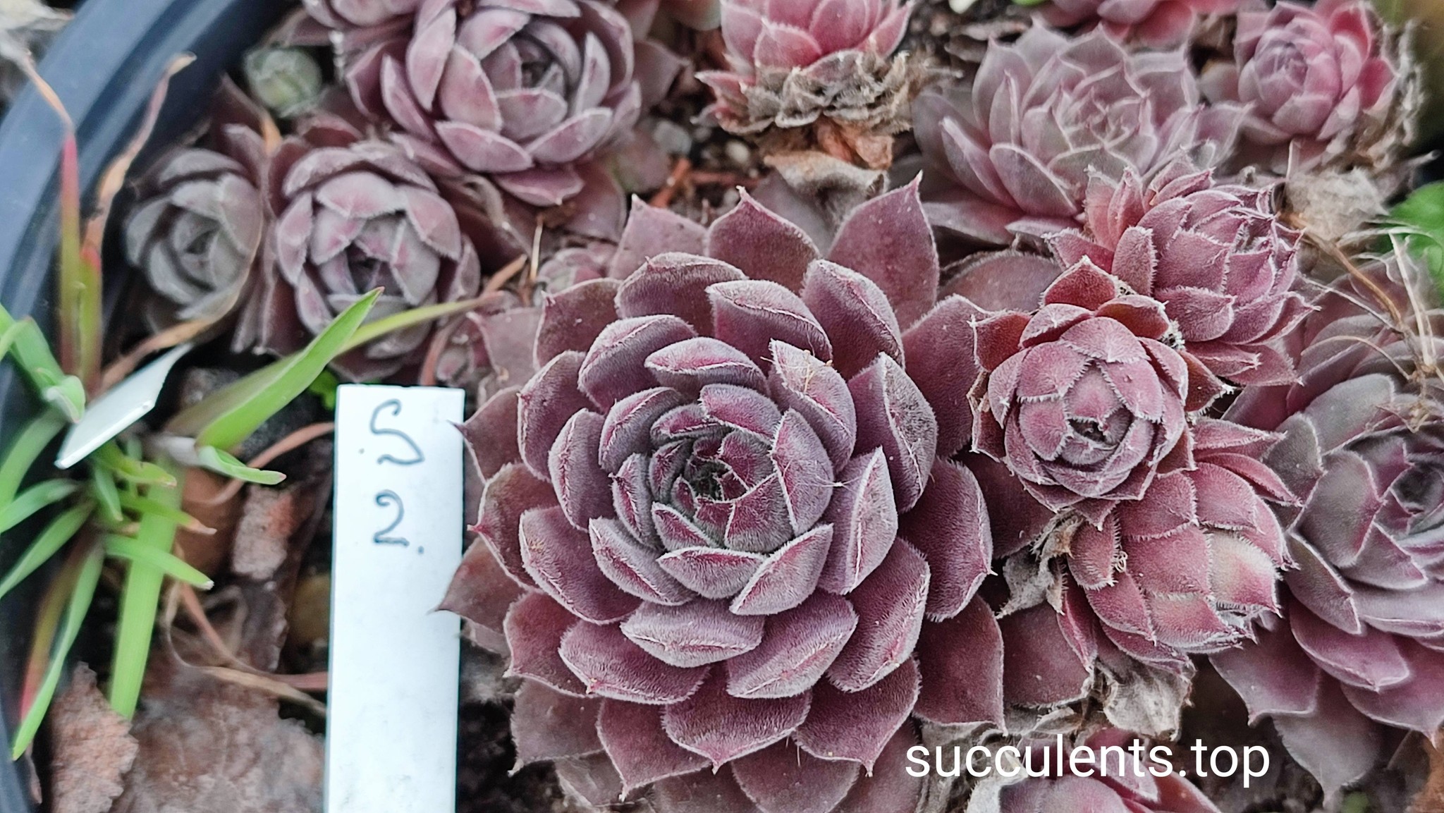 sempervivum S2