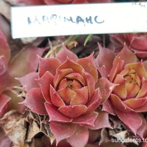 sempervium (maria lanch)