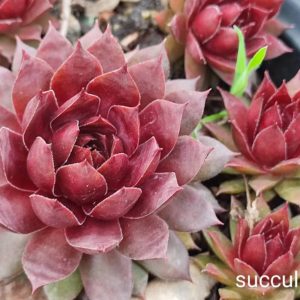 SEMPERVIVUM FUEGO