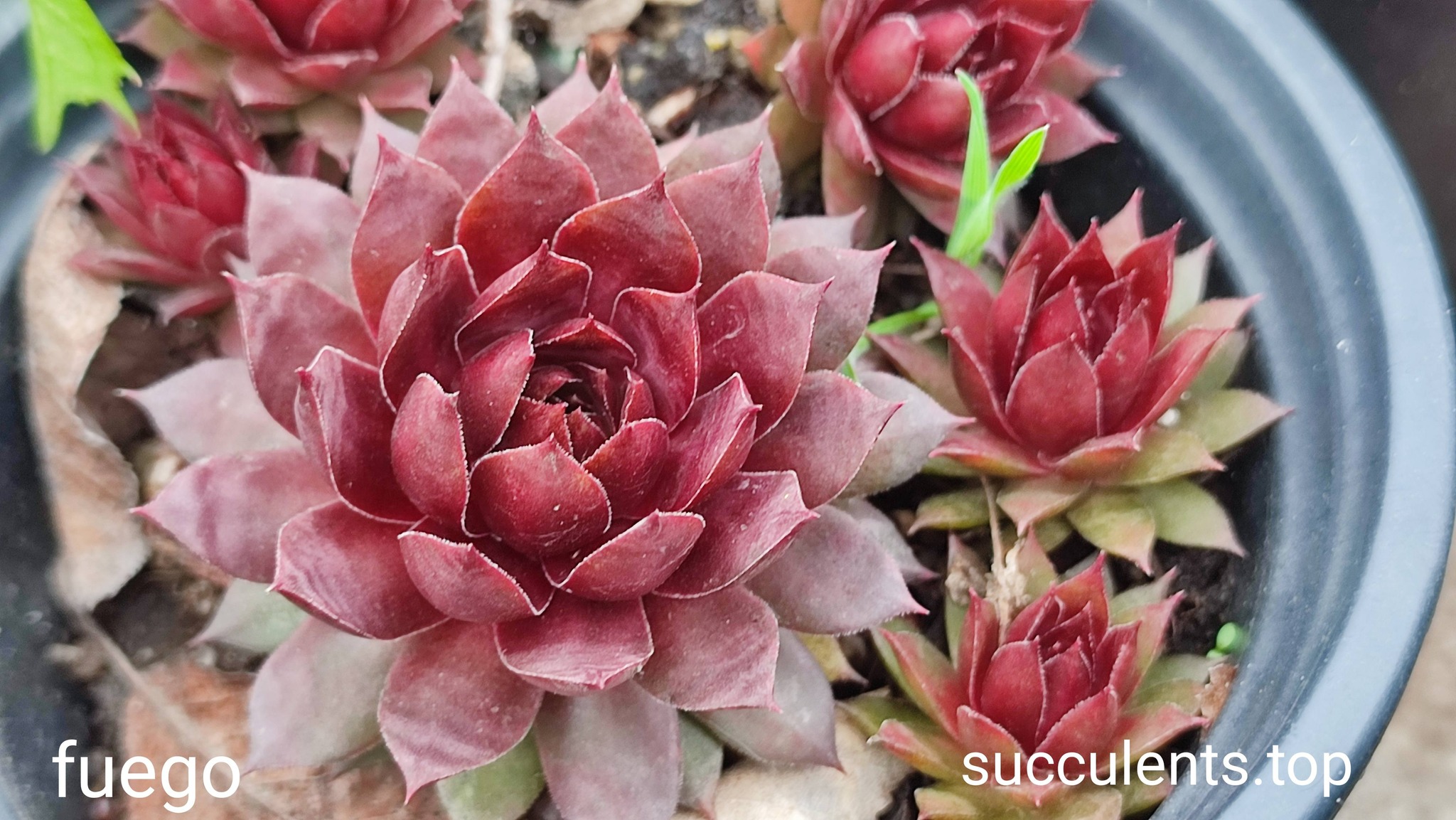 SEMPERVIVUM FUEGO