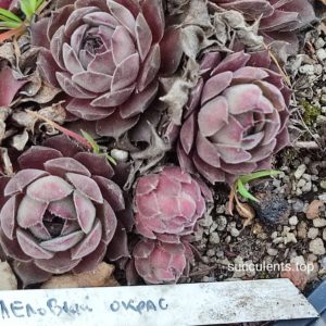 sempervivum (lilovii)