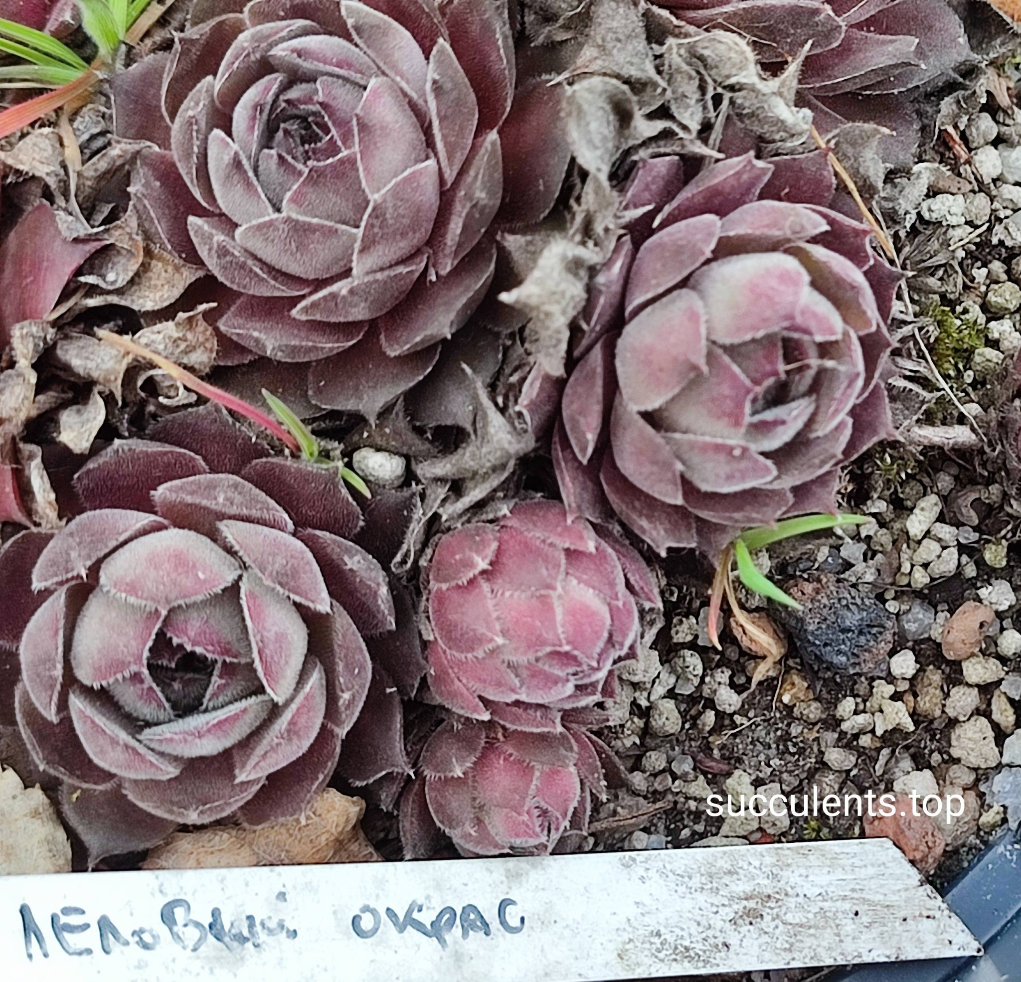 sempervivum (lilovii)