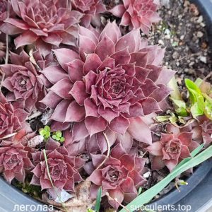 sempervium legolaz