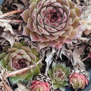 sempervivum гельє