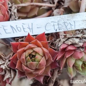 sempervivum Gelber Stern