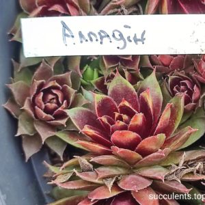 sempervivum aladdin