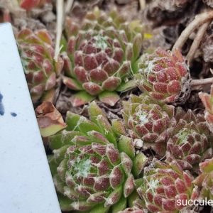sempervivum atrachnoideum S7