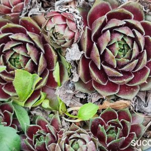 sempervivum S1