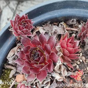 sempervivum viktorian
