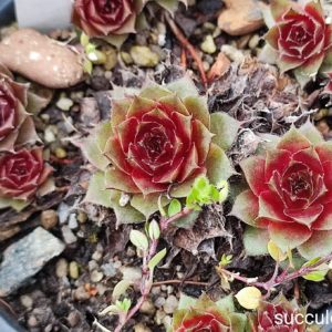 sempervivum rubin
