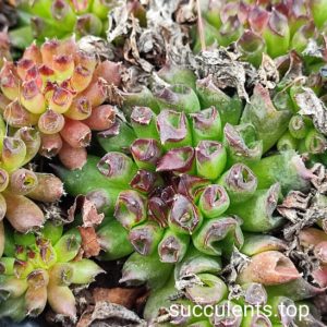 sempervivum oddi