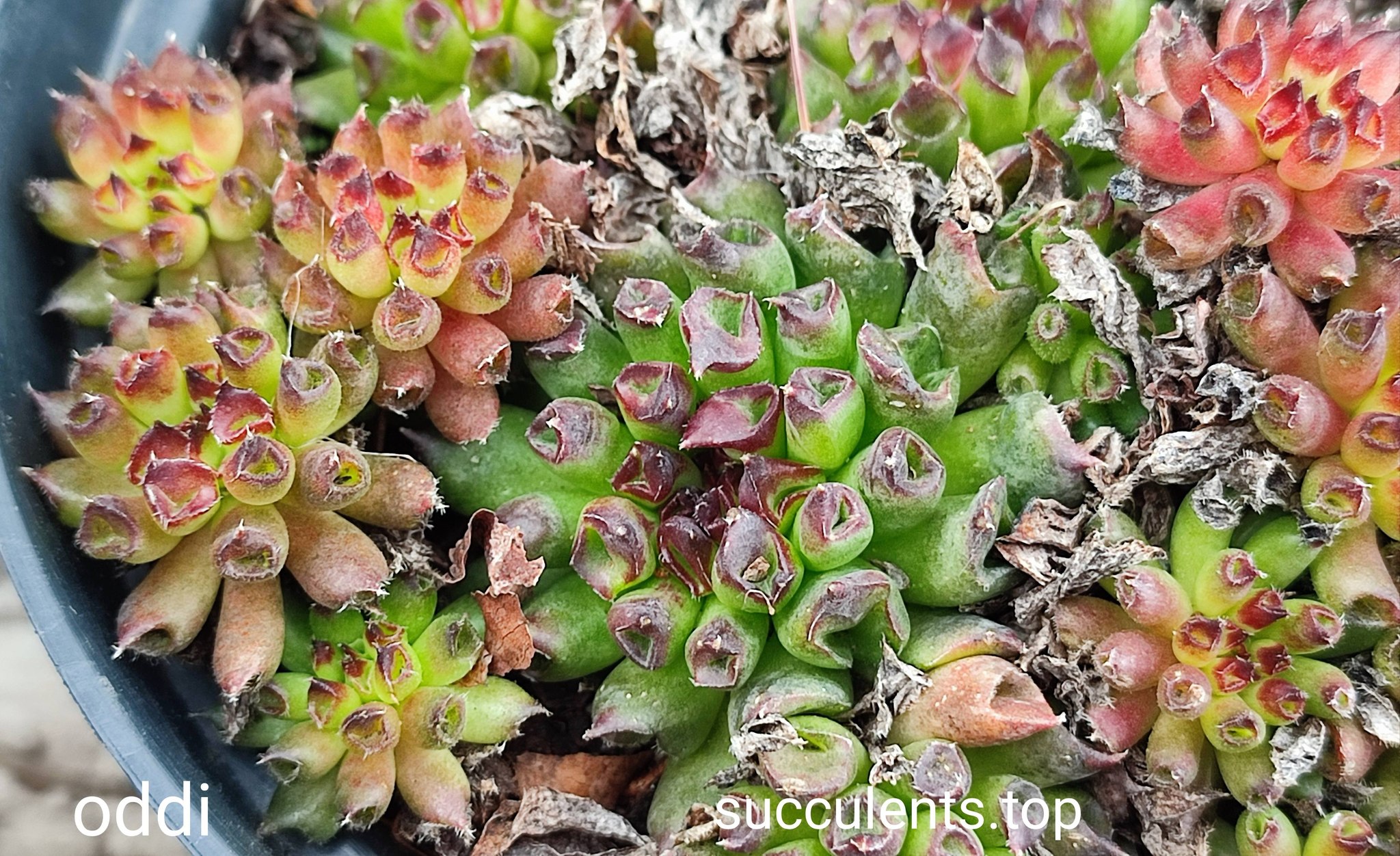 sempervivum oddi