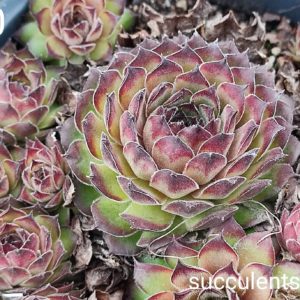 sempervivum (190)