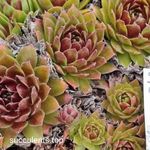 sempervivum S8