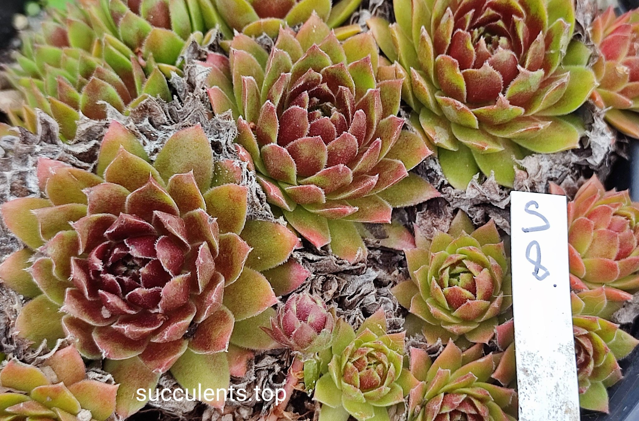 sempervivum S8