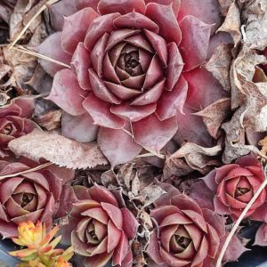 sempervium S9