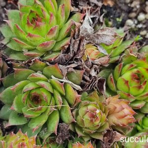 sempervivum S21