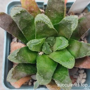 haworthi maughanii hybrid