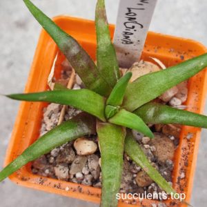 haworthia longiana