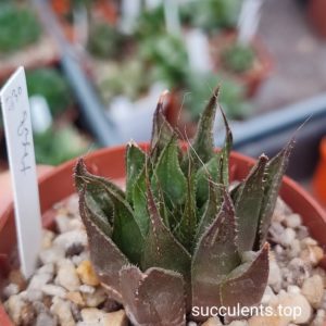 haworthia hybrid