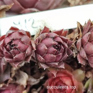 sempervium roseface (212)