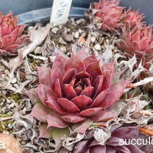 sempervivum exoma