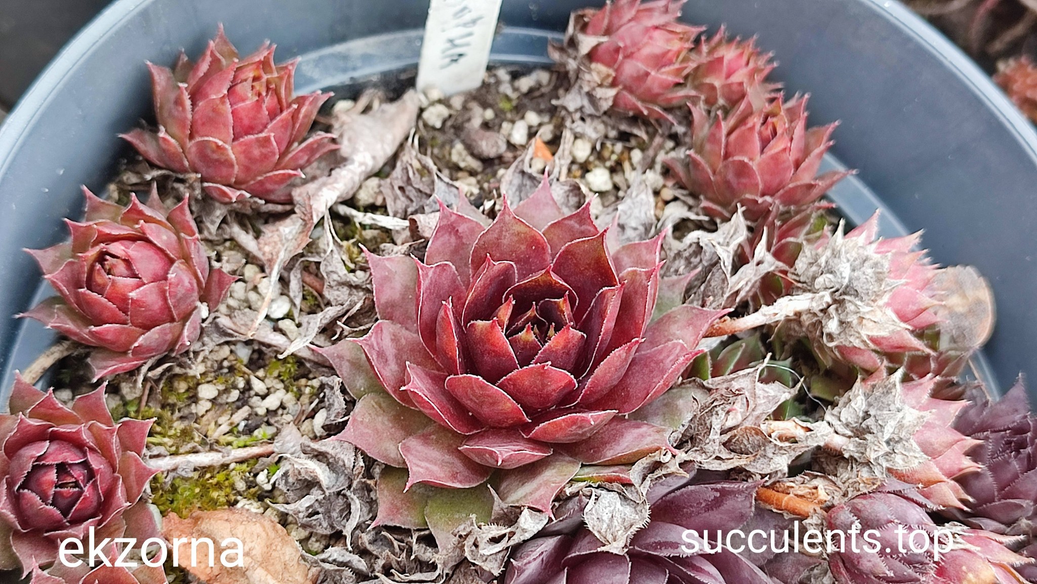 sempervivum exoma
