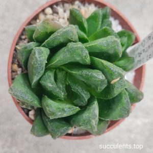 haworthia truncata x maughanii x limegreen x haw