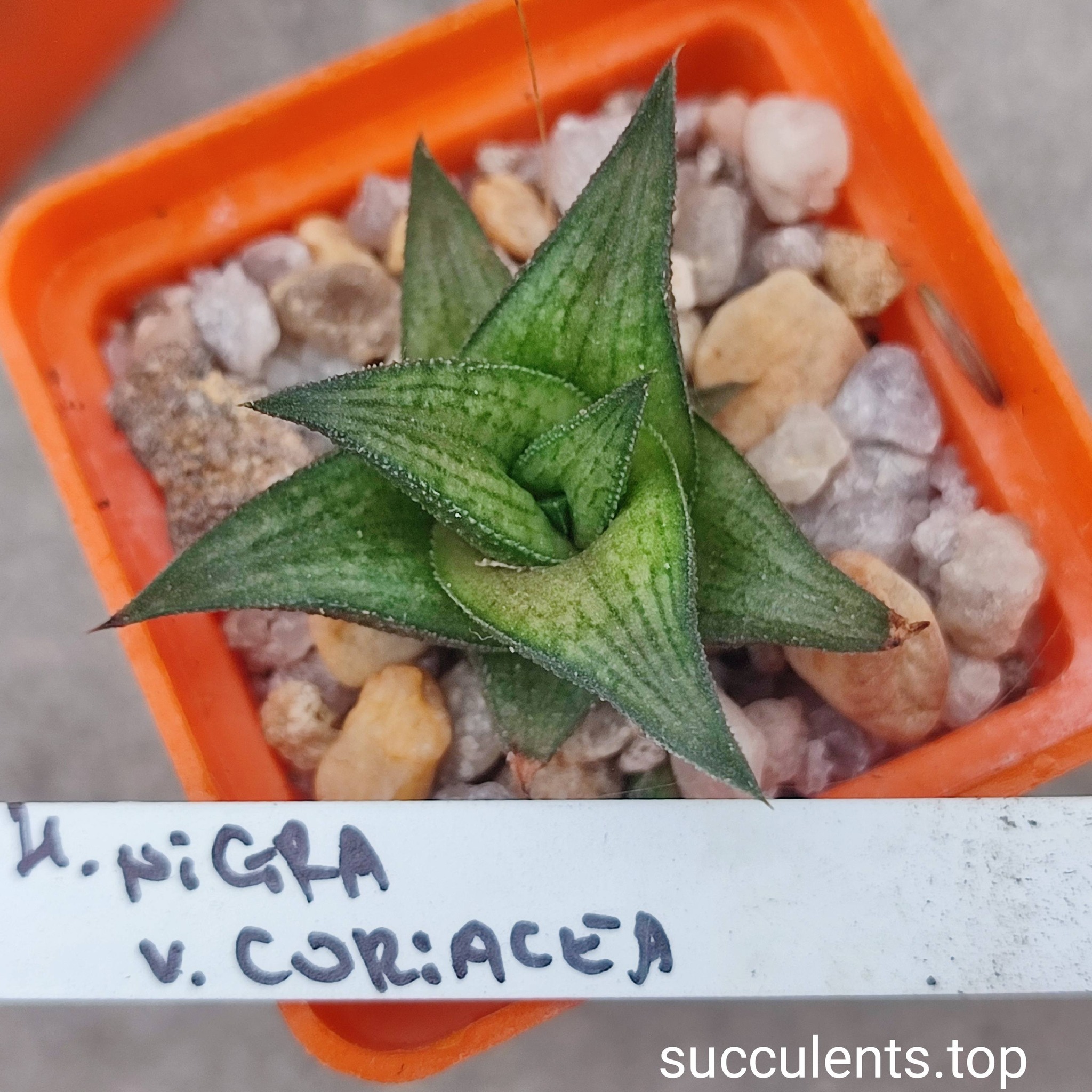haworthia nigra coricea