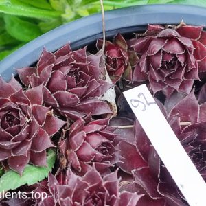 sempervivum (92)