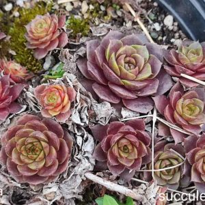 sempervivum cheburashka