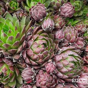 sempervivum S4