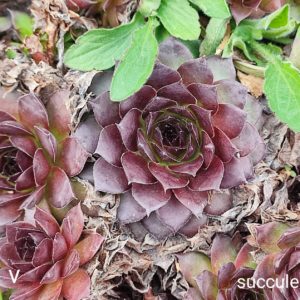 sempervium moon v