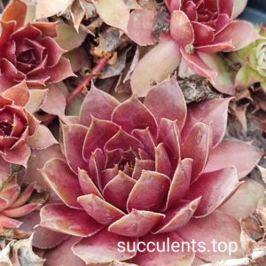 sempervium S6