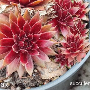 sempervium red ak