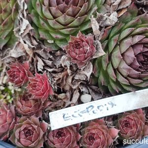 sempervivum ейфорія