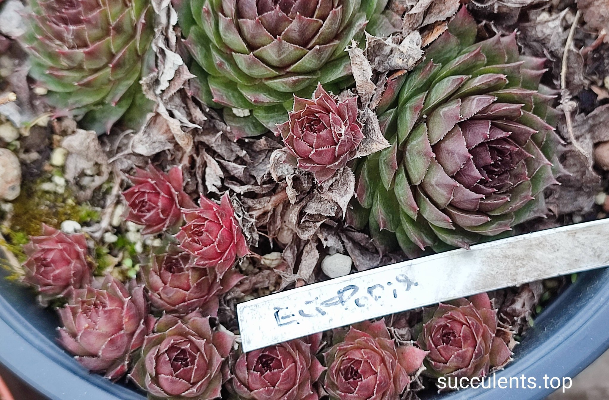 sempervivum ейфорія