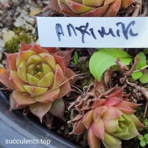 sempervivum alchemist
