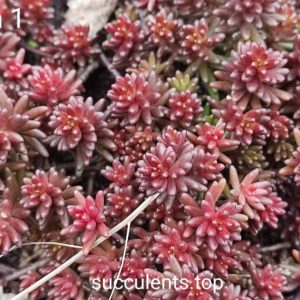 sedum 1