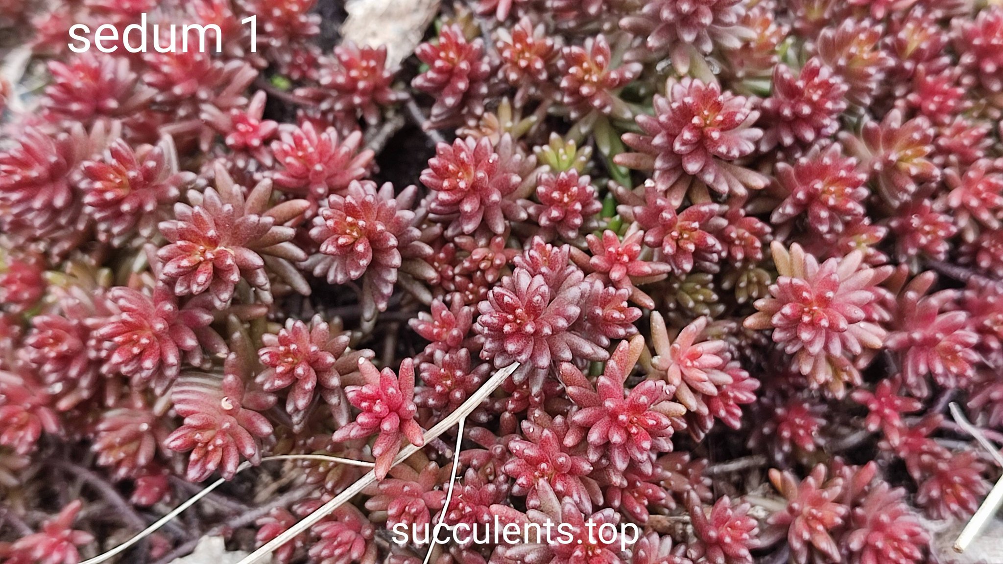 sedum 1