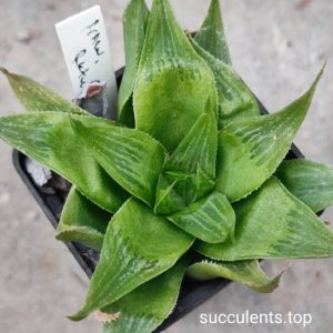 haworthia retusa