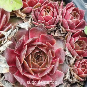sempervivum (316)